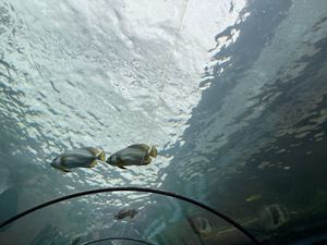 img-8530