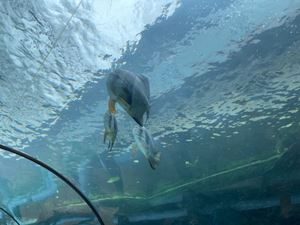 img-8531