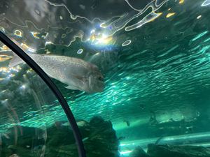 img-8585