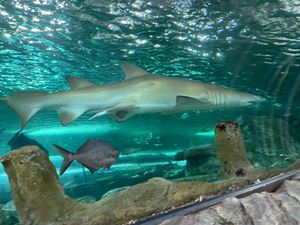 img-8593