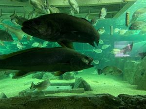 img-8594
